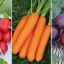 Претрага агрофирма препоручује: најукусније и најздравије сорте шаргарепе, репе и ротквице