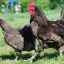 Преглед џиновских пилића: опис и карактеристике перформанси