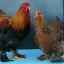 Опис и карактеристике продуктивности кокошака пасмине дева, њихов садржај и узгој
