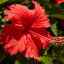 Кућна нега за цвет хибискуса: пресађивање, размножавање